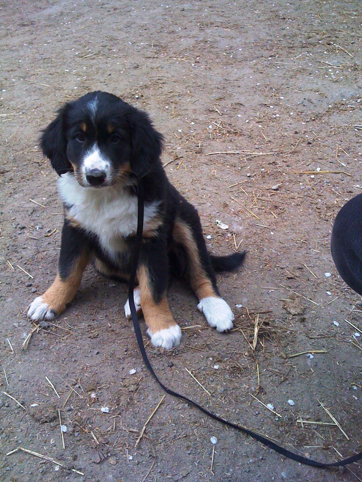 Cooper (Appenzeller Sennenhund, Australian Shepherd) Appenzeller Sennenhund Australian Shepherd 